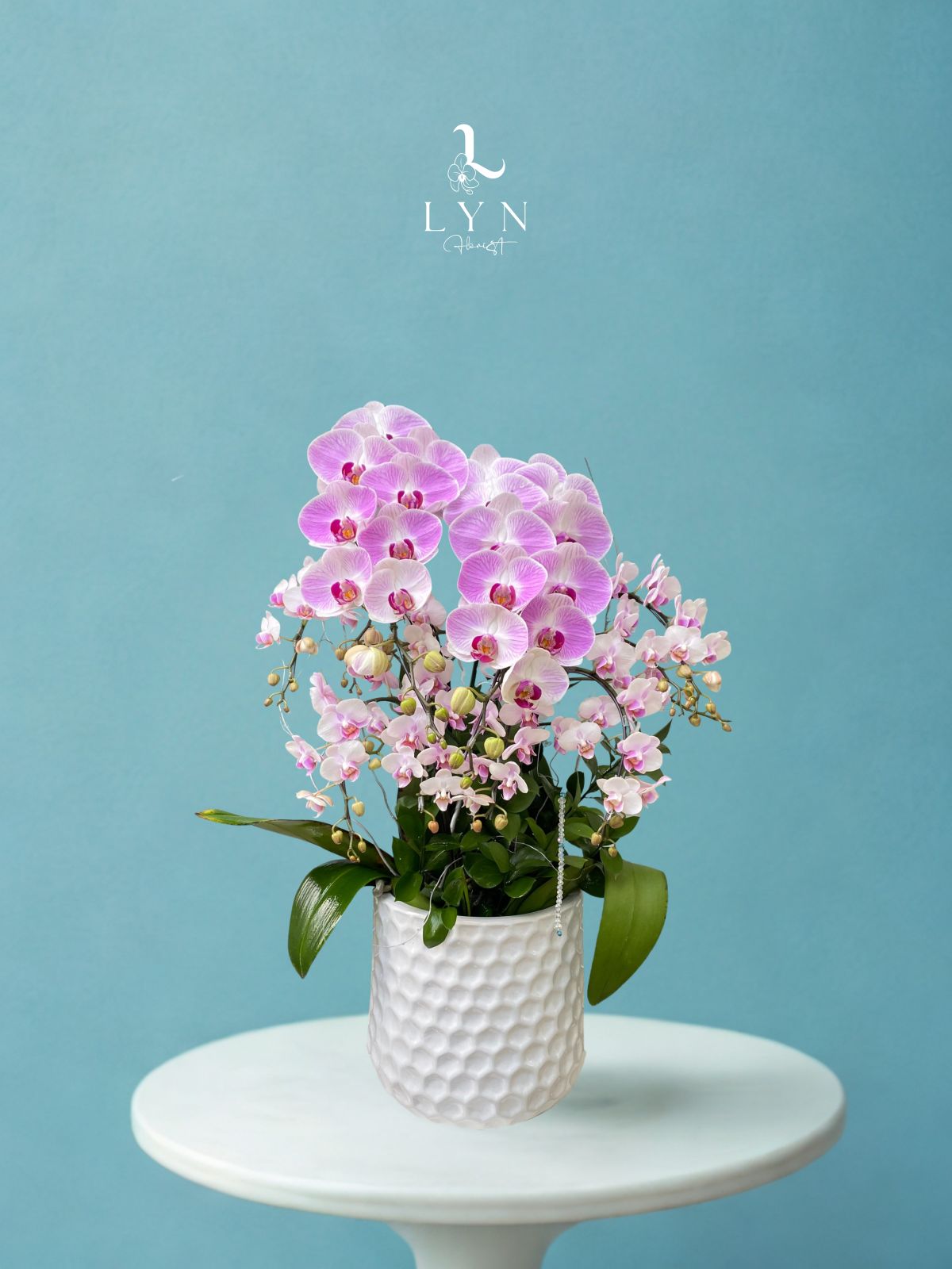 Chậu Hoa Lan Hồng Phối Tiểu Hồ Điệp